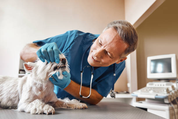 Best Emergency Dental Services for Seniors in Divernon, IL